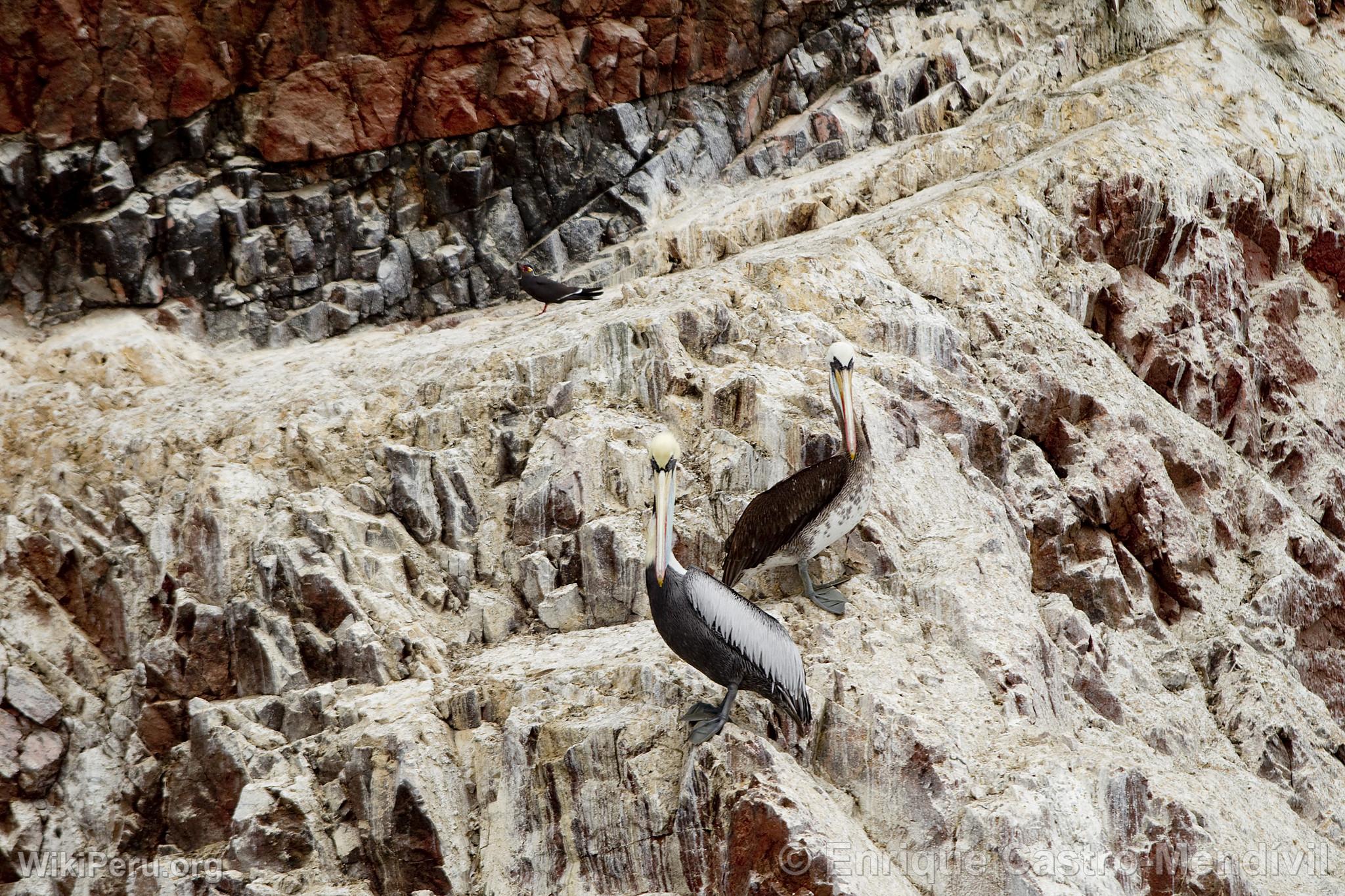 Pelcanos en Paracas