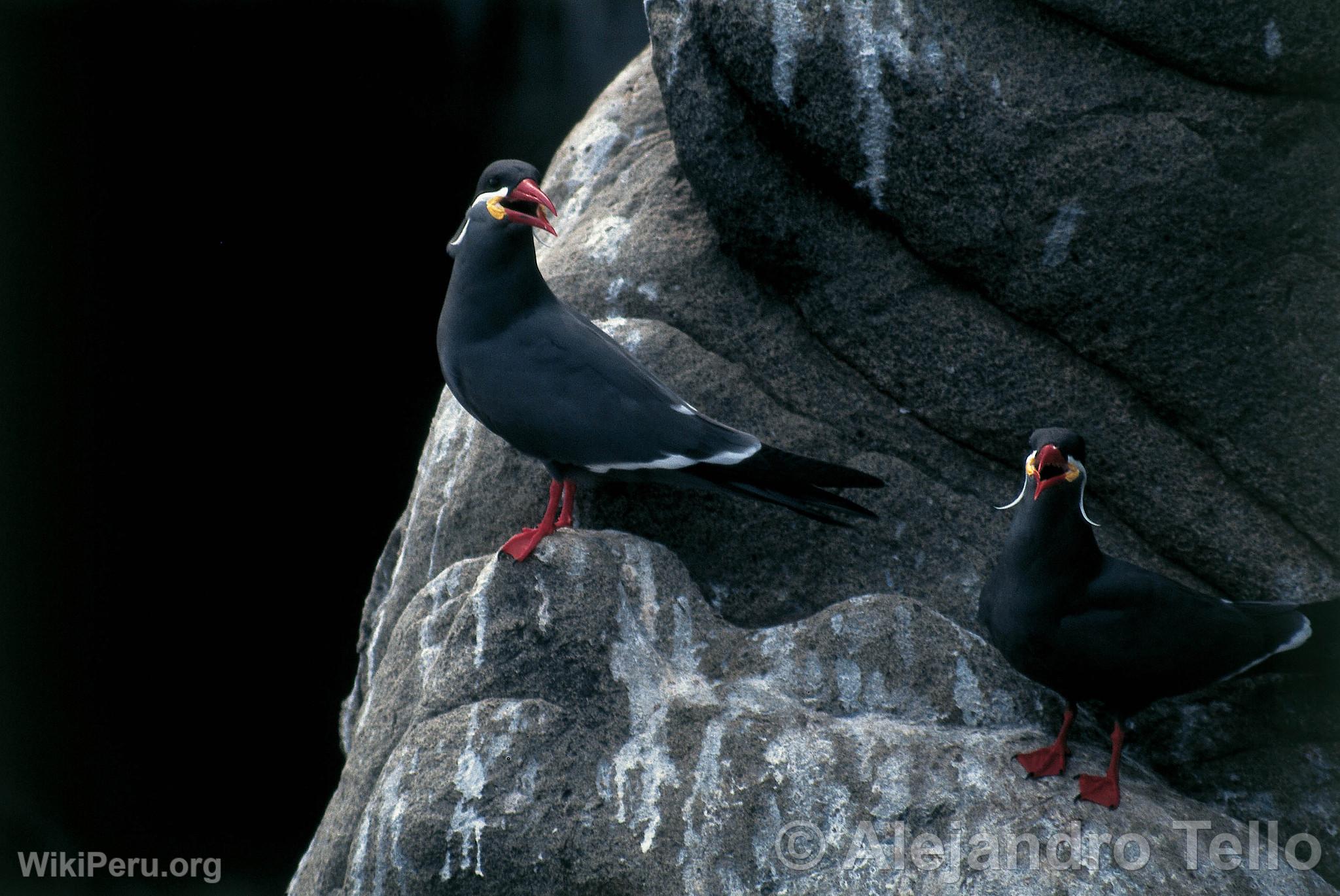 Gaviotines zarcillo, Paracas