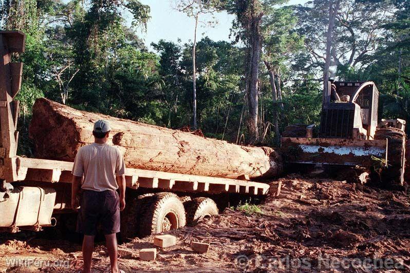 Tala de bosques. Madre de Dios