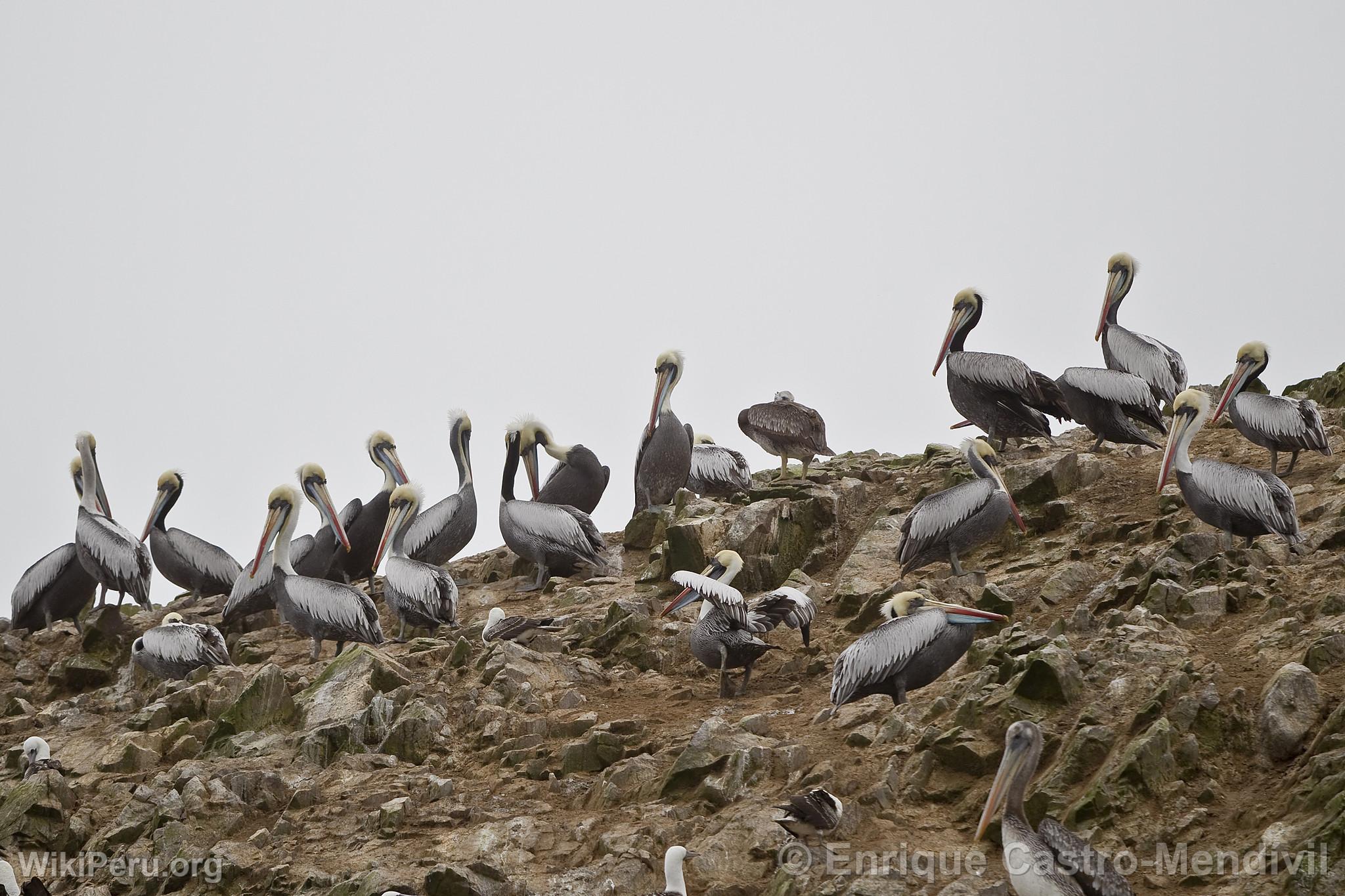 Pelcanos en Paracas