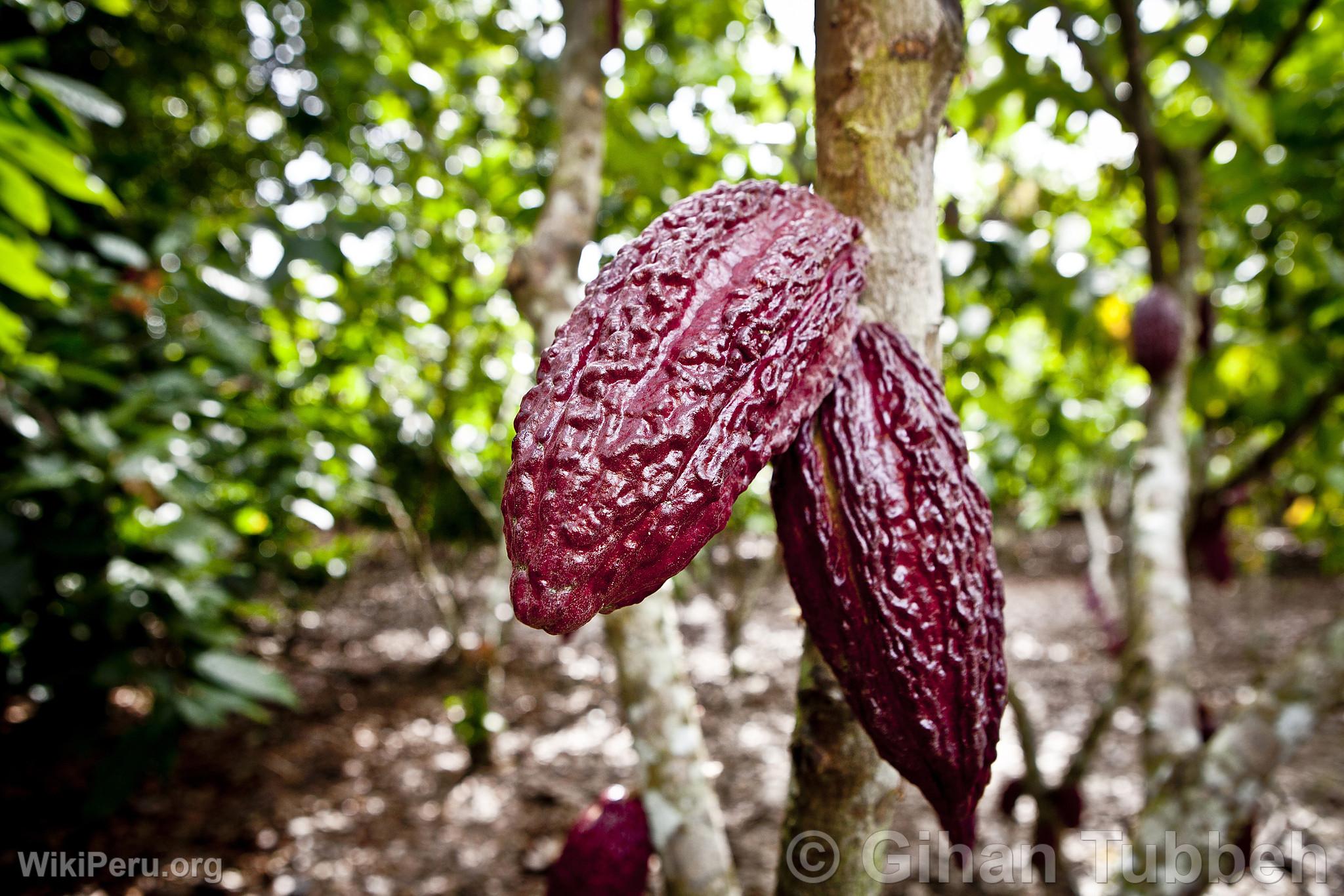 Frutos de cacao