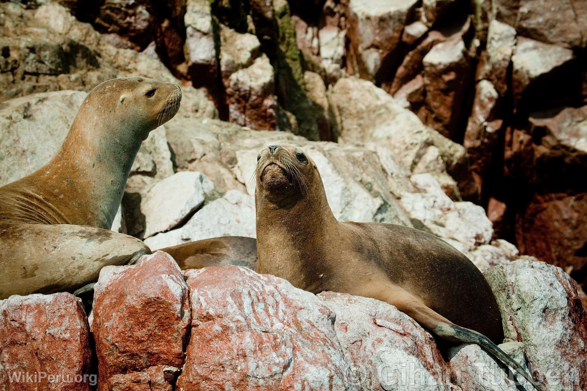 Lobos marinos