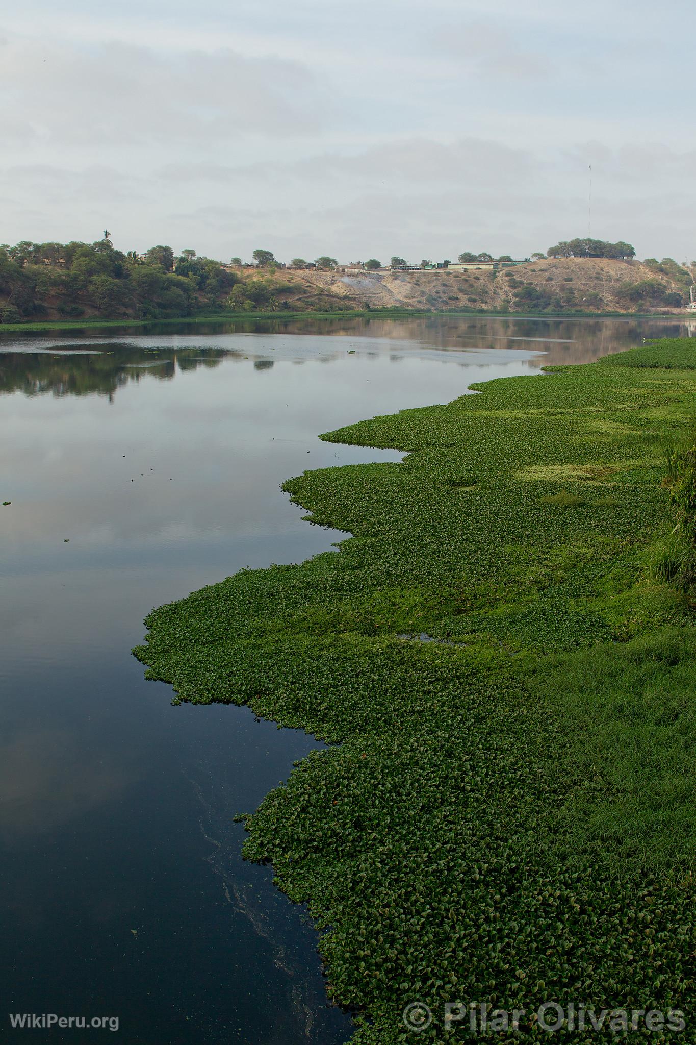 Estuario de Virril