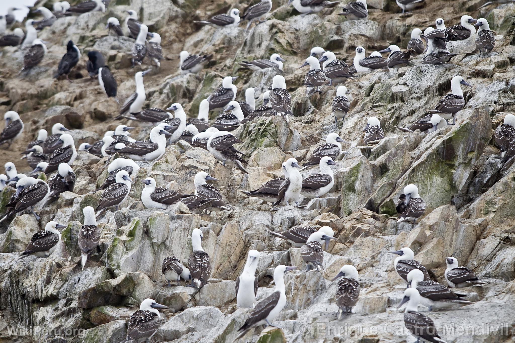 Piqueros peruanos en la reserva nacional de Paracas