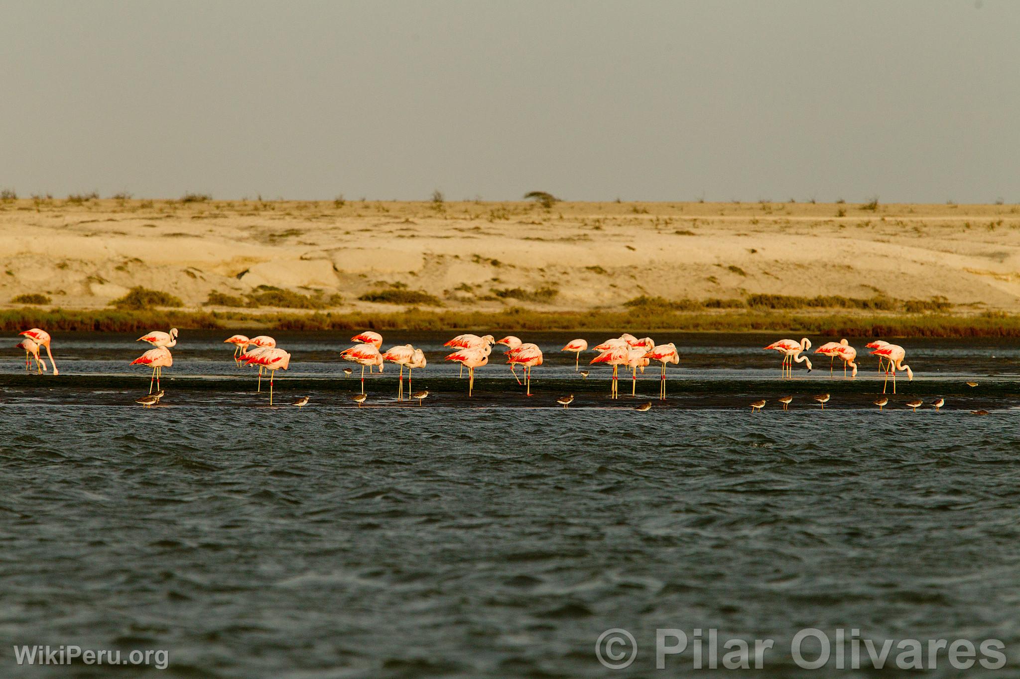 Flamencos o Parihuanas