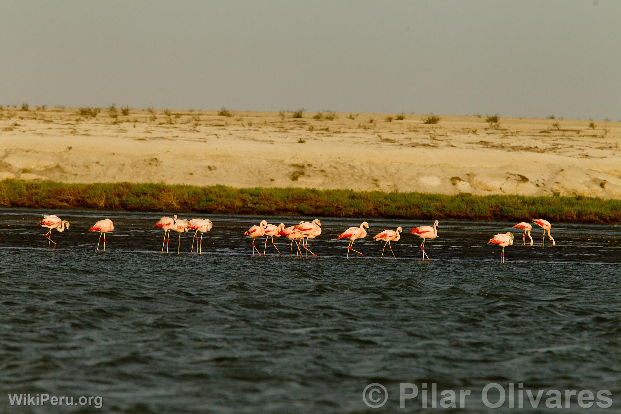 Flamencos o Parihuanas