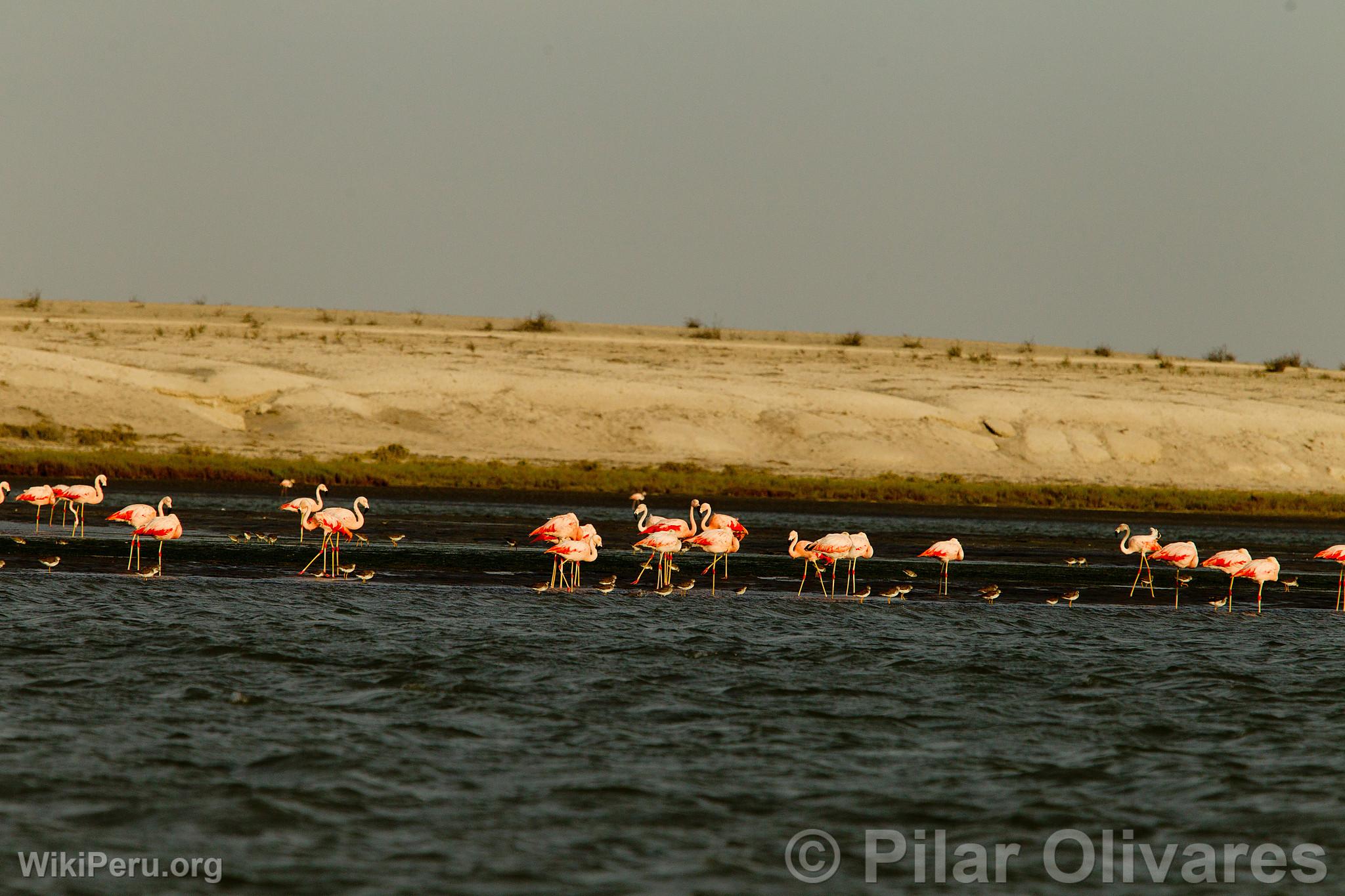 Flamencos o Parihuanas