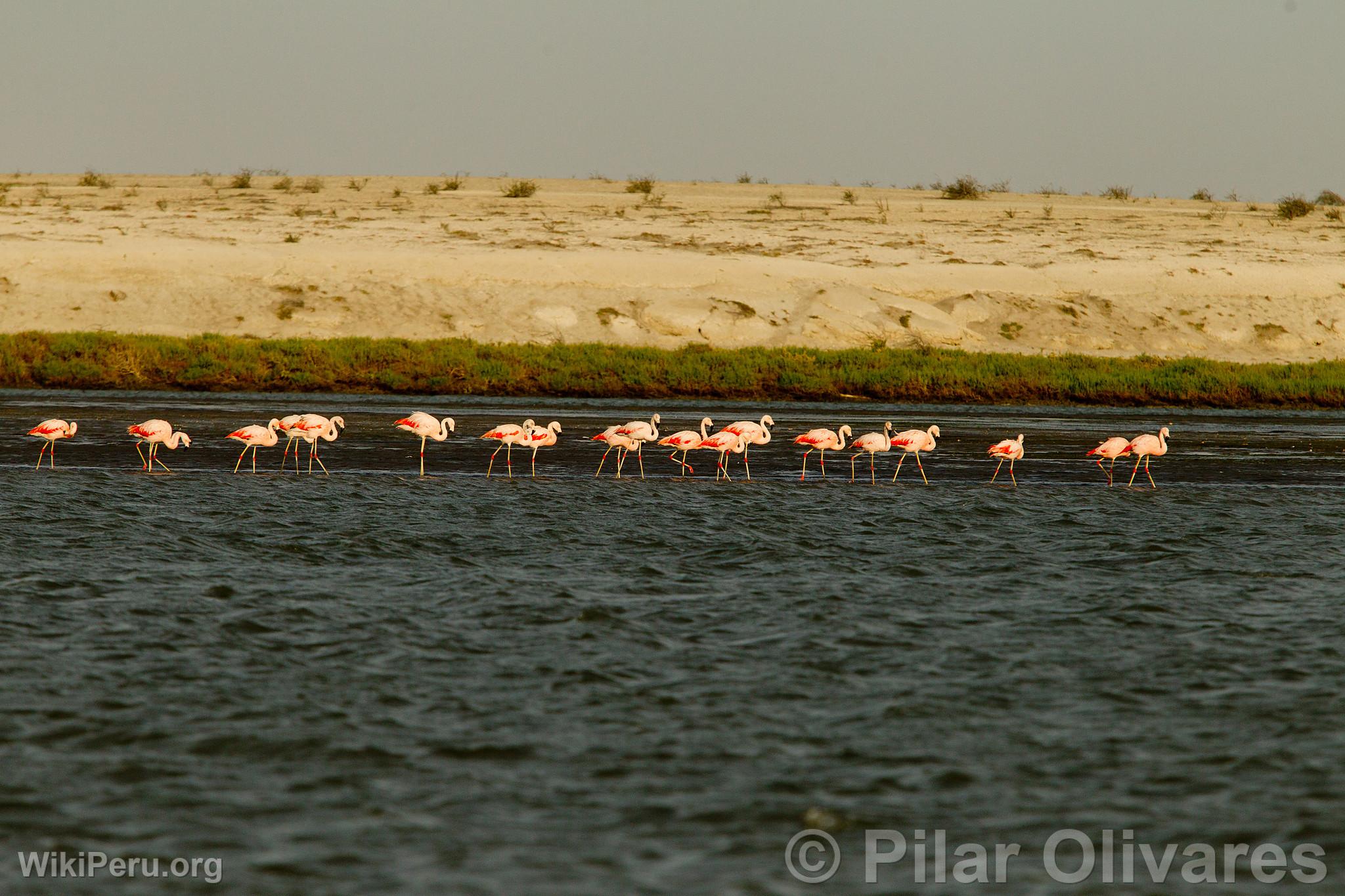 Flamencos o Parihuanas