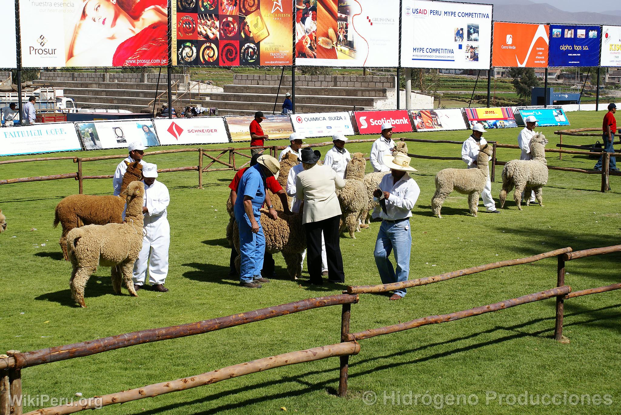 Exhibicin de alpacas