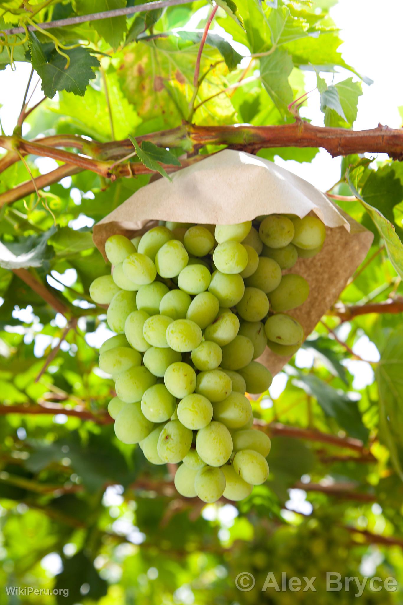 Cultivo de uvas