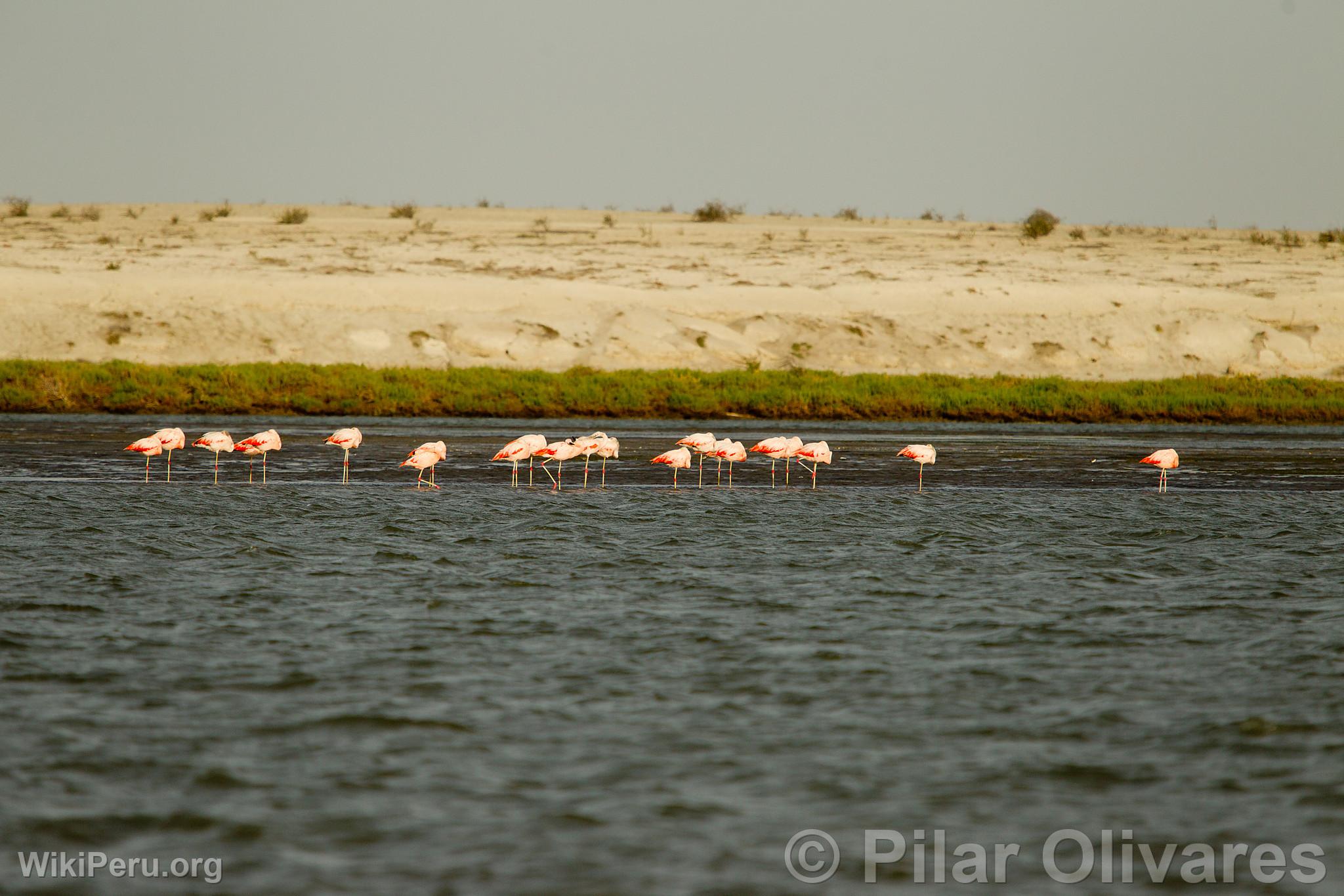 Flamencos o Parihuanas