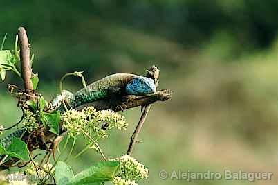 Iguana, Cerros de Amotape