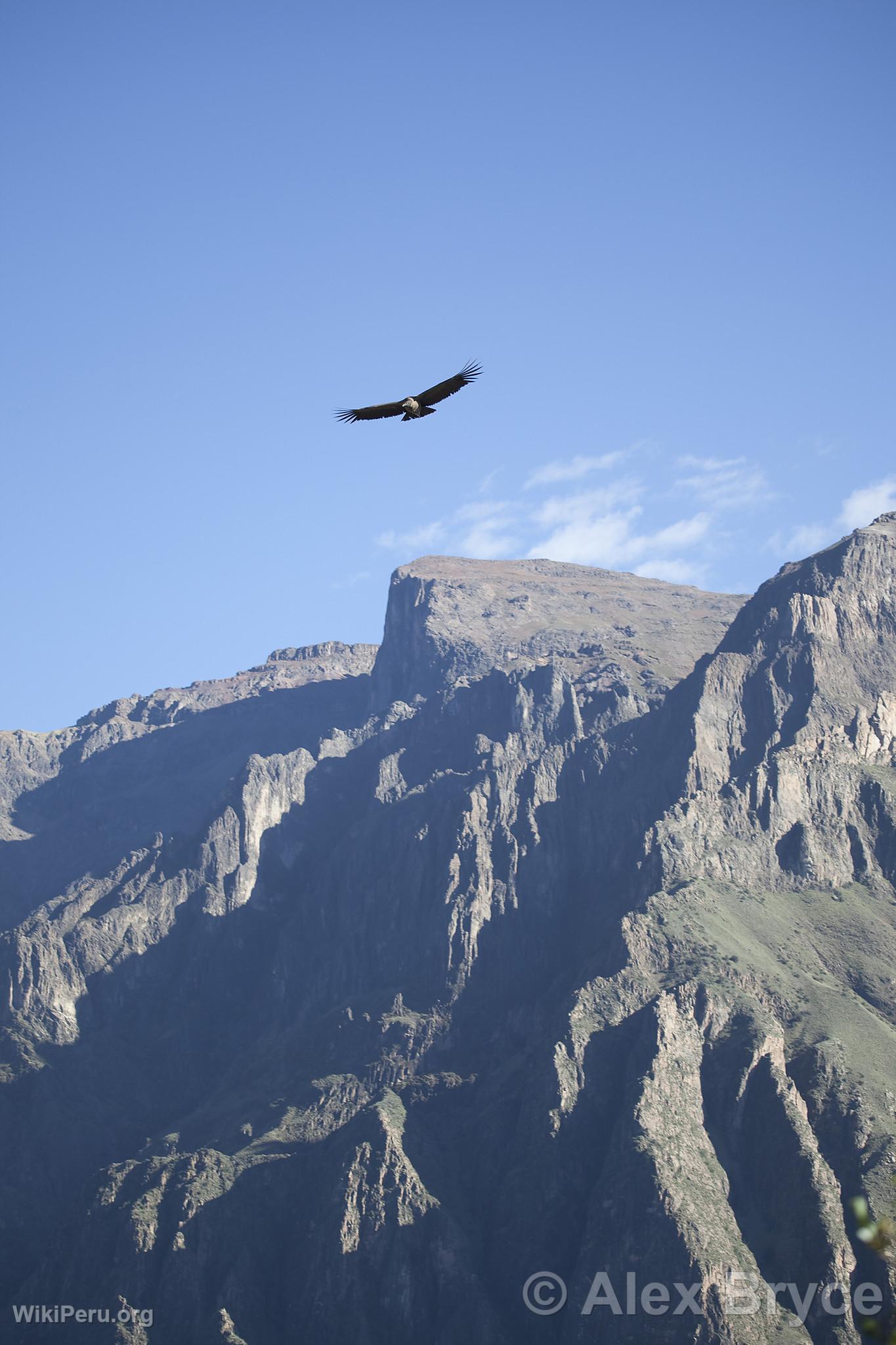 Can del Colca