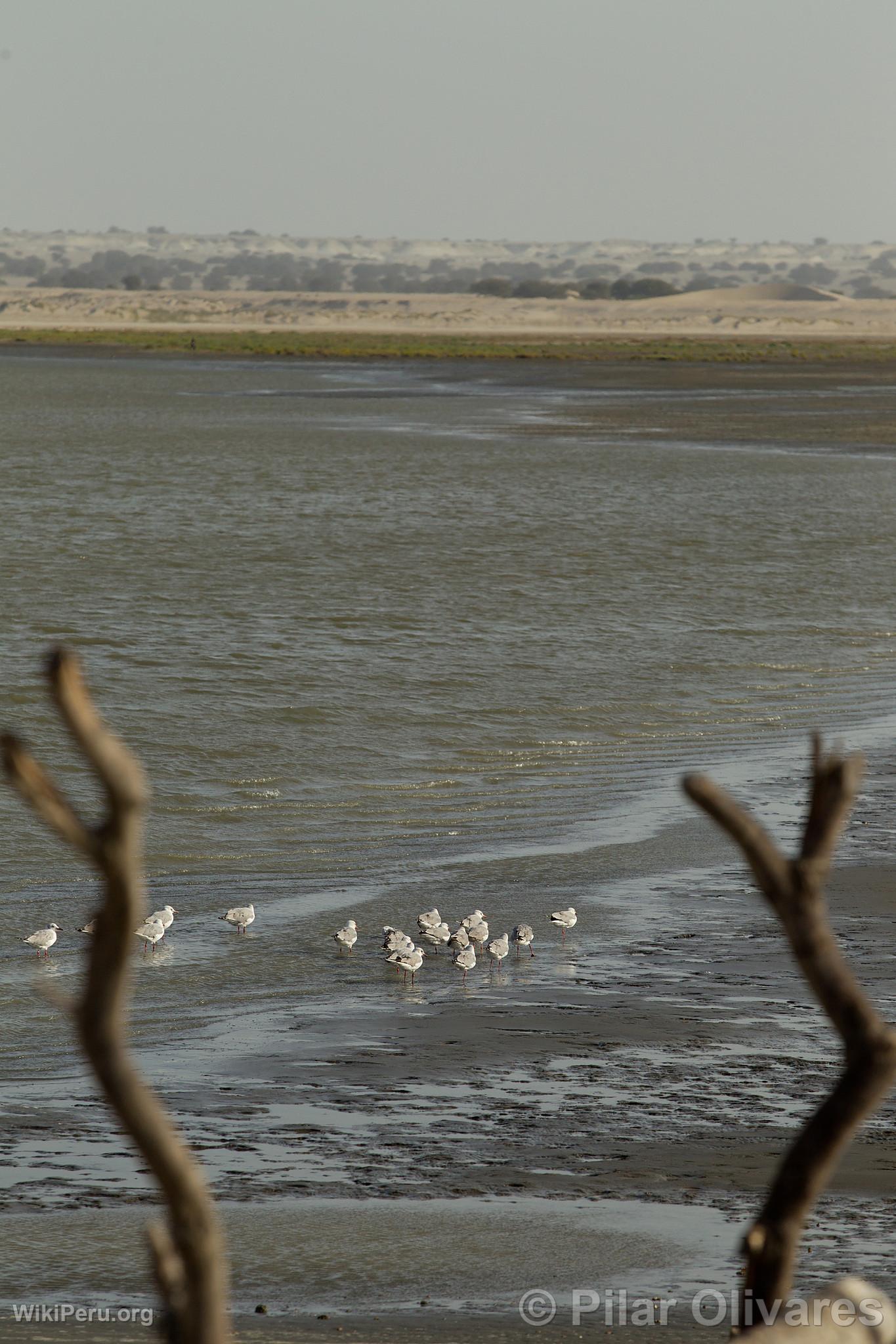 Gaviotas