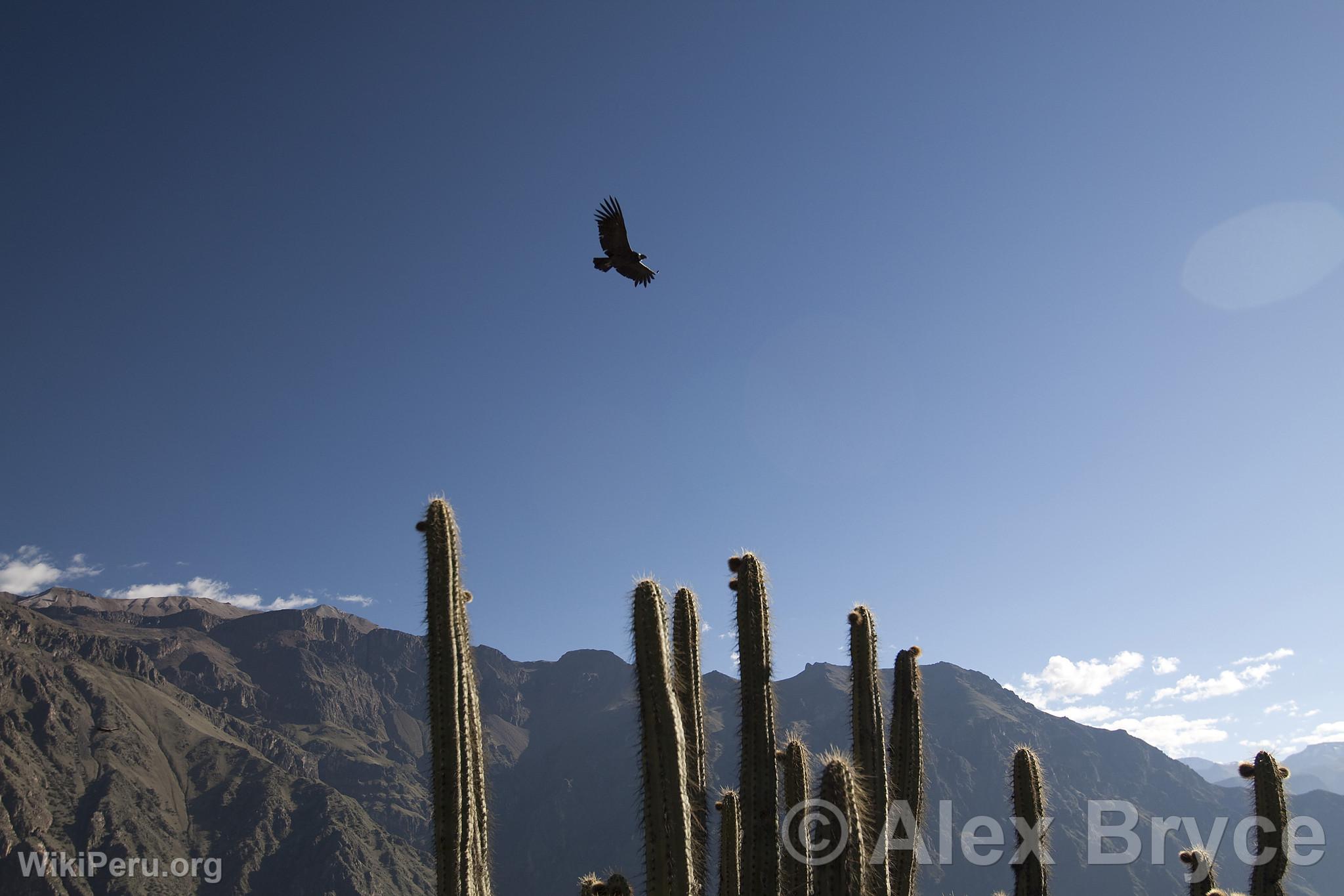 Can del Colca