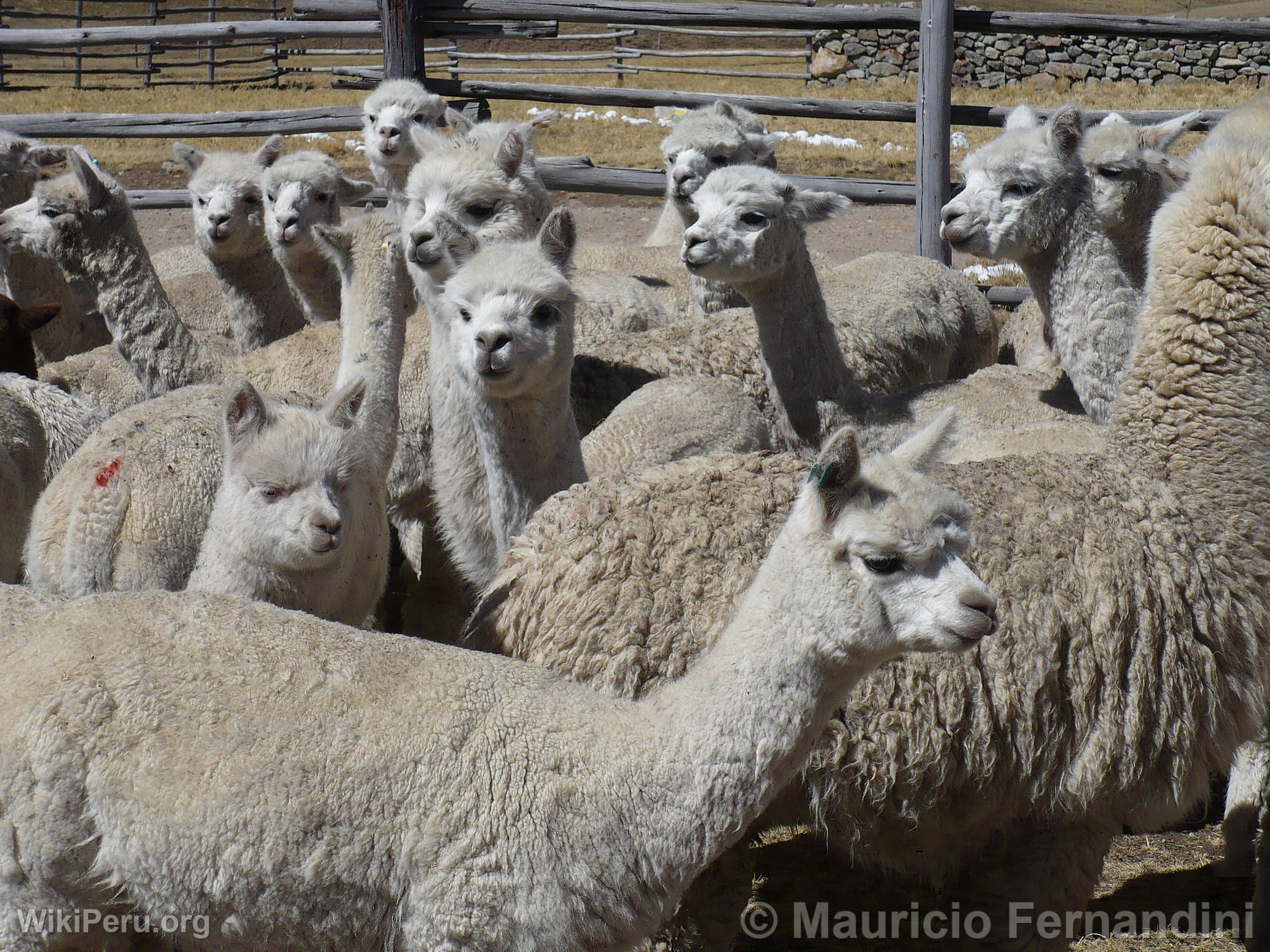 Alpacas