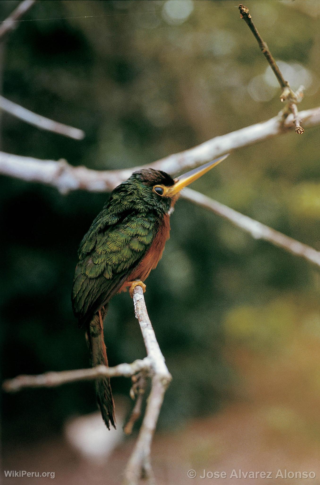 Jacamar de pico amarillo en el Alto Nanay