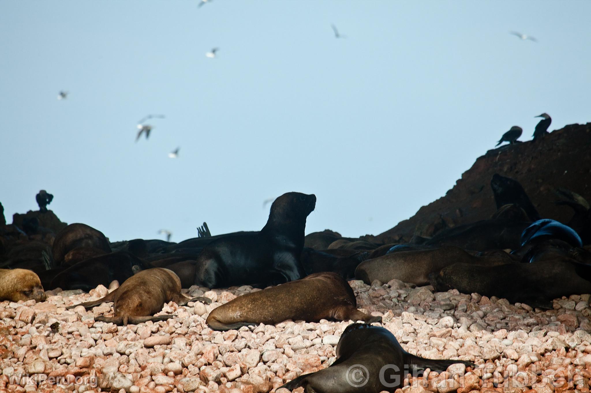 Lobos marinos