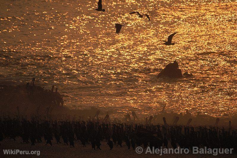 Atardecer en Punta Coles