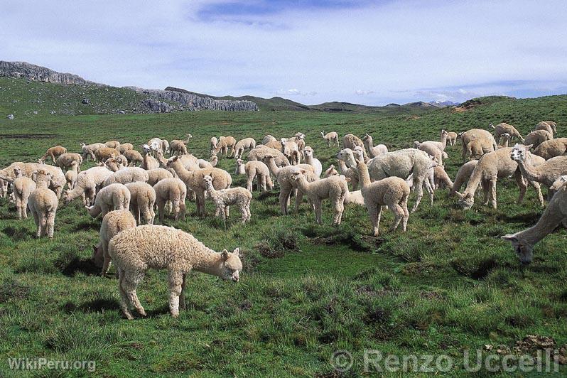 Ganadera, Huanuco