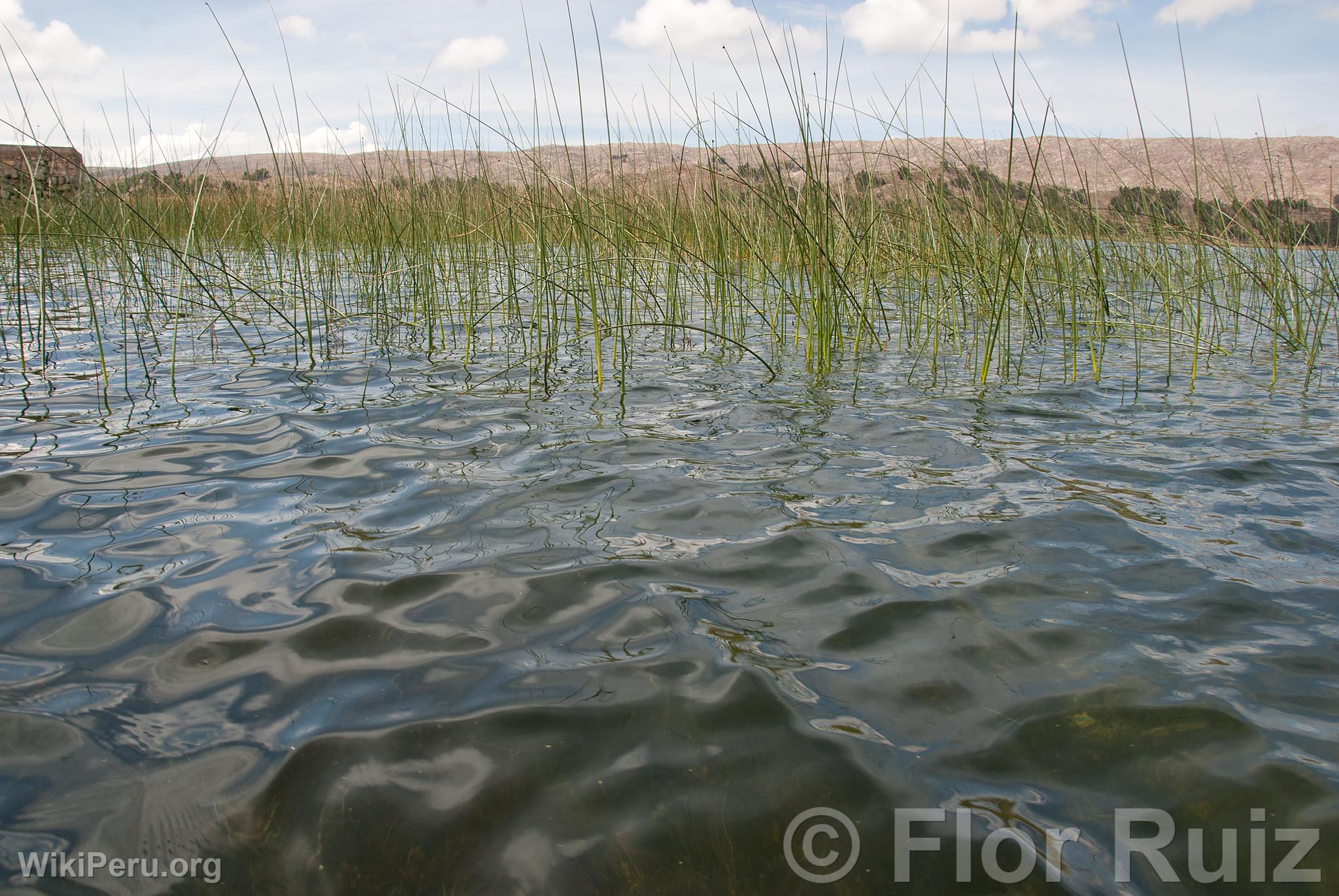 Lago Titicaca