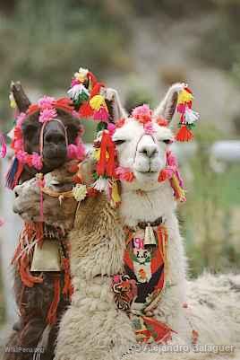 Llamas, Colca