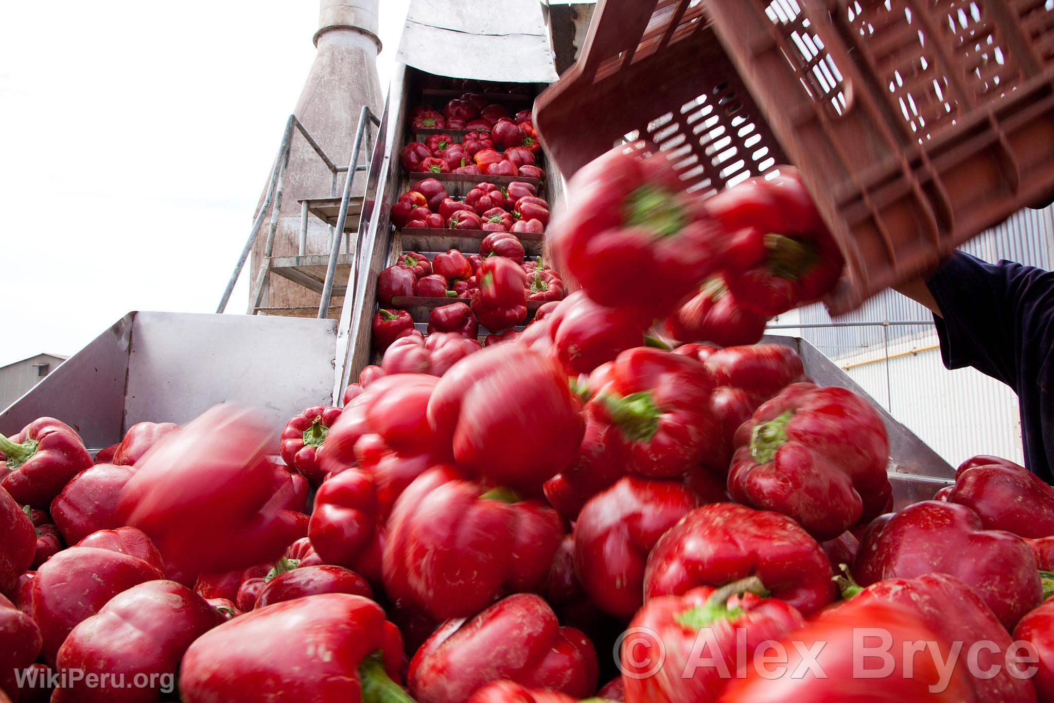 Procesamiento de pimiento