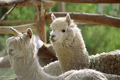 Alpaca, Colca