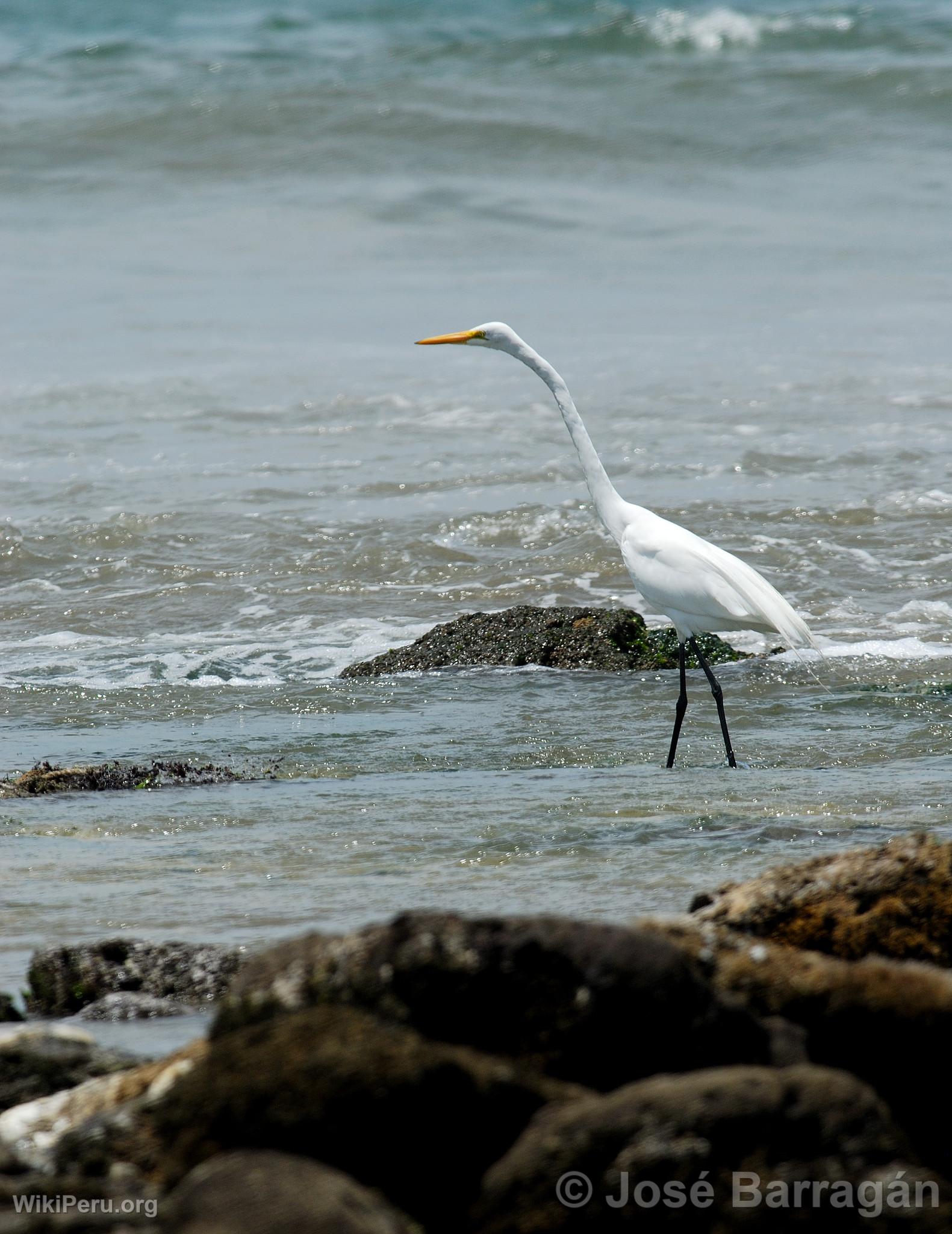 Garza blanca en Mncora