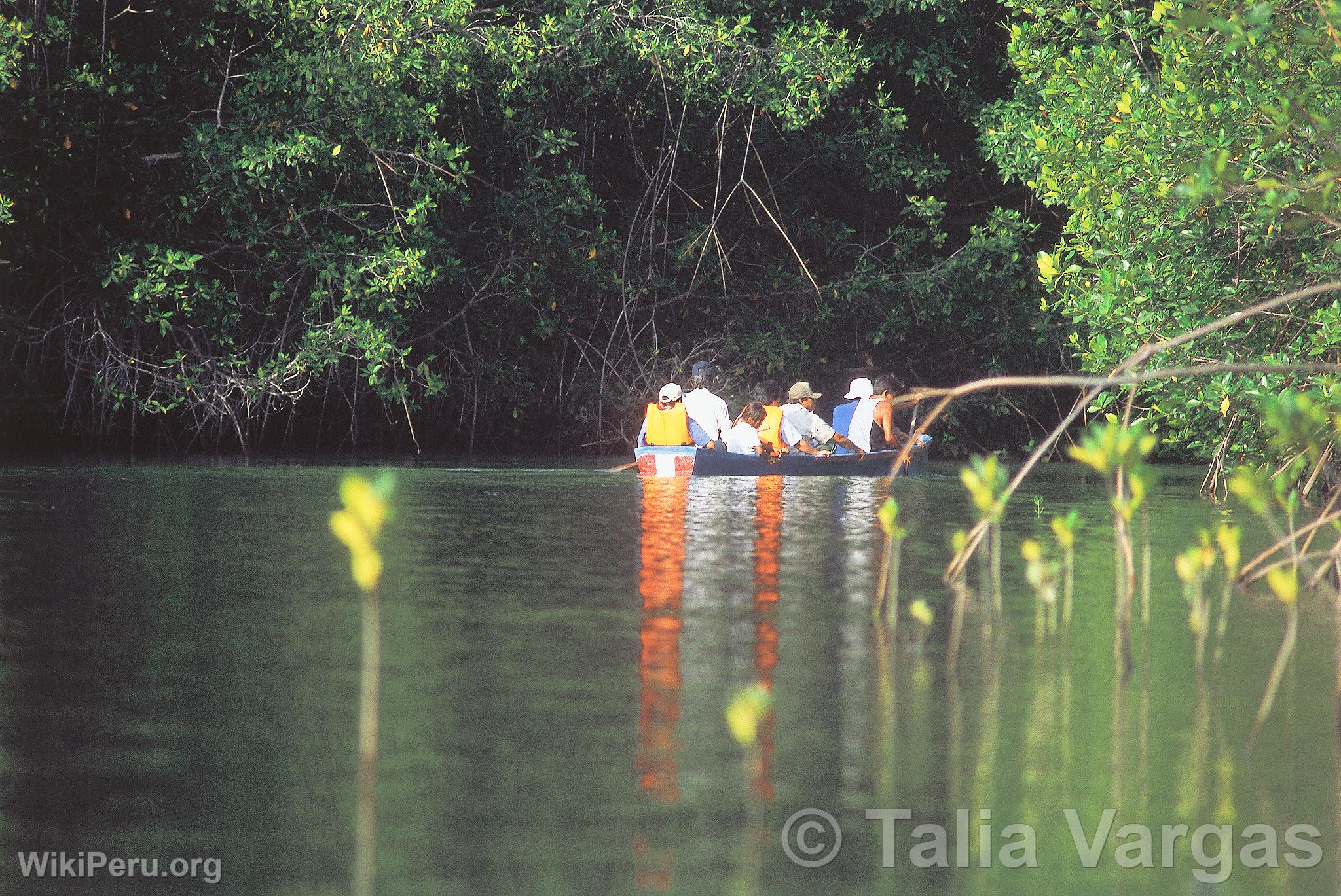 Turista en el manglar El Bendito