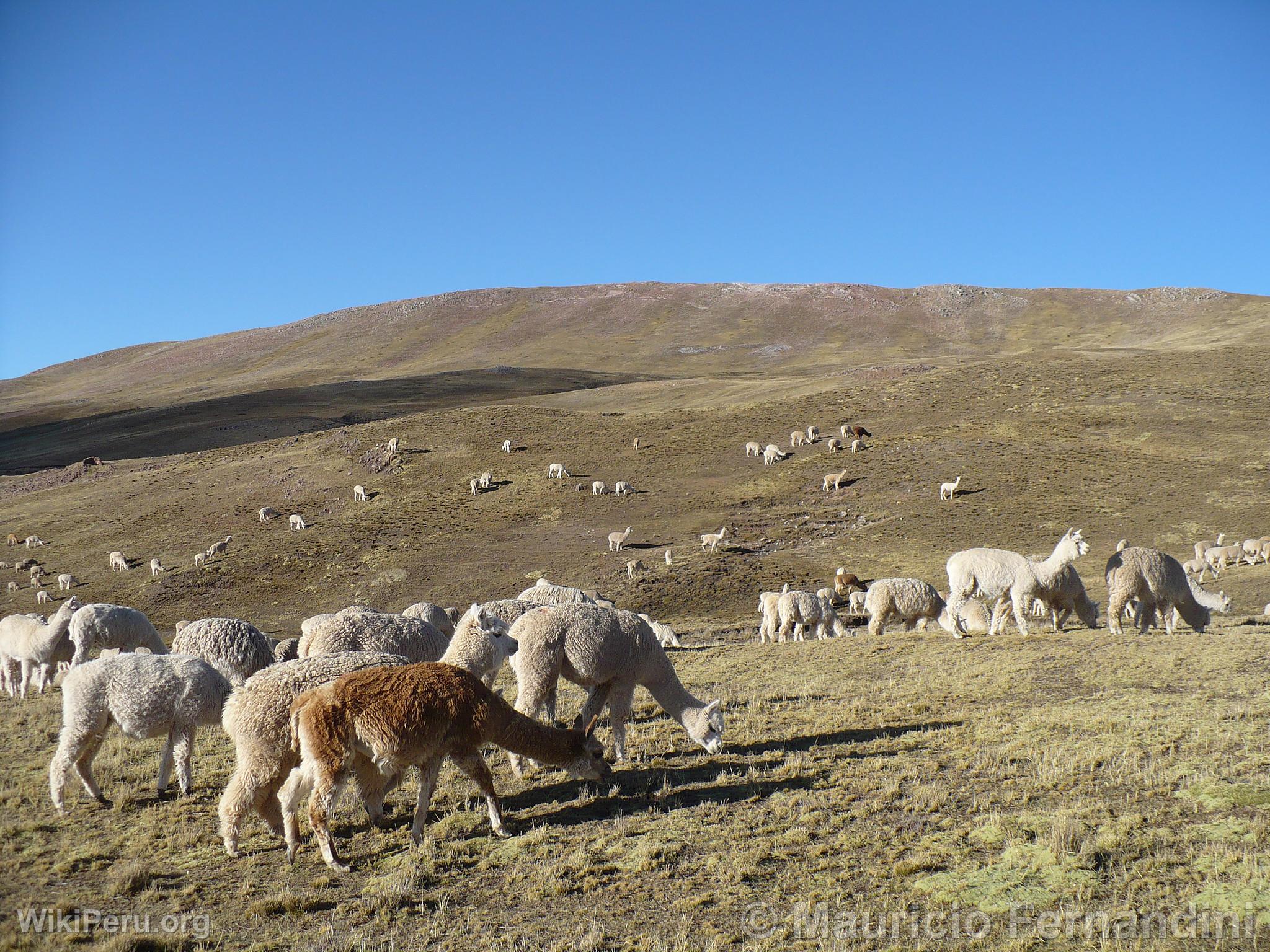 Alpacas