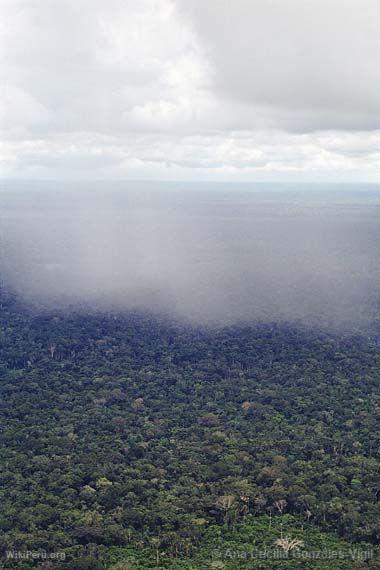 Bosque amaznico