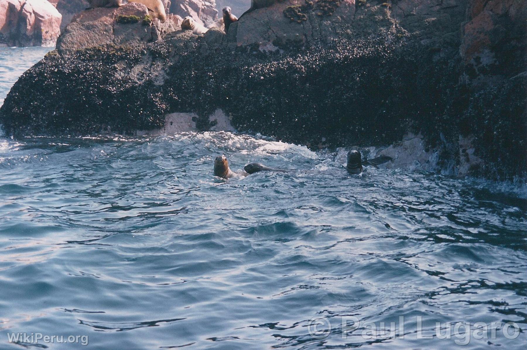 Islas Ballestas, Paracas