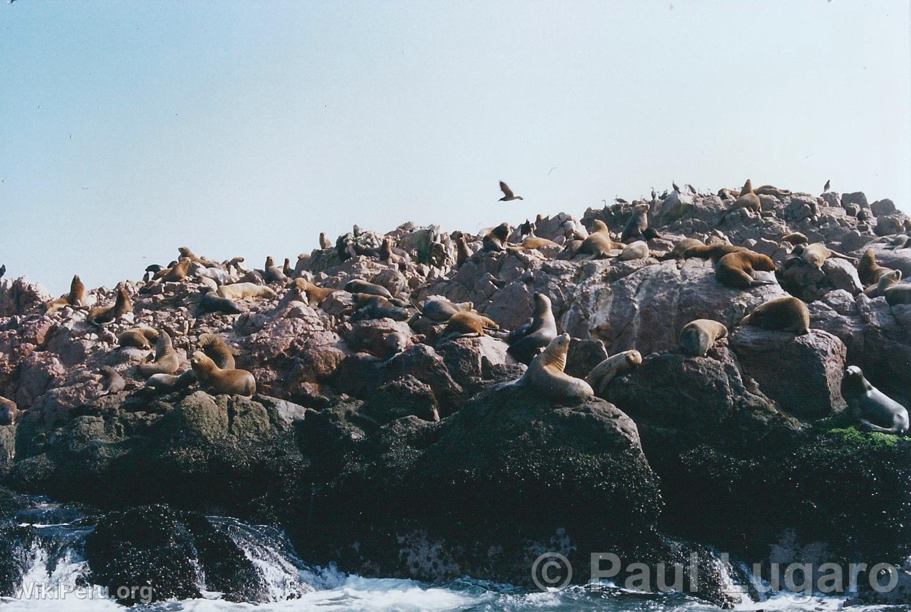 Islas Ballestas, Paracas