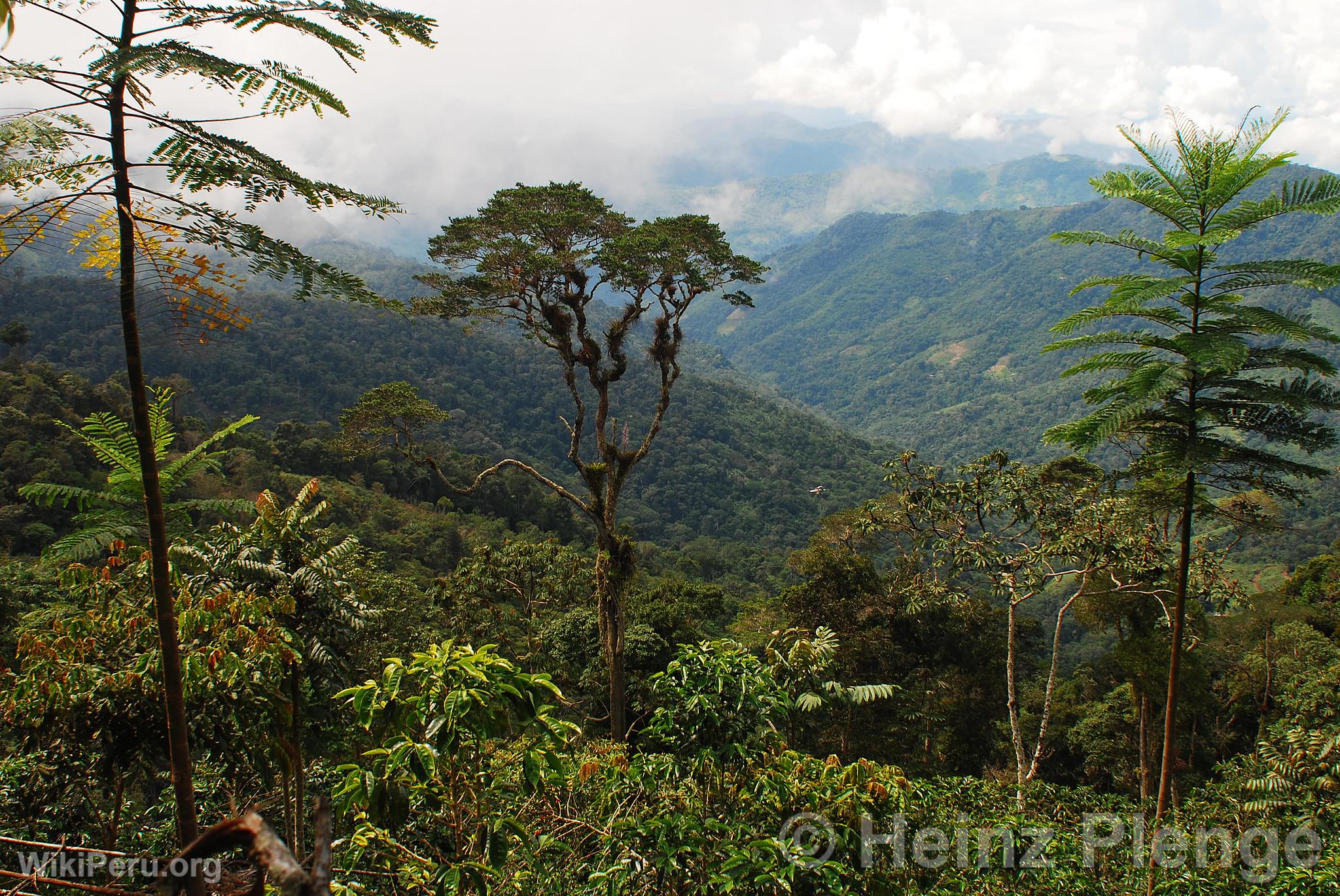 Paisaje de selva alta