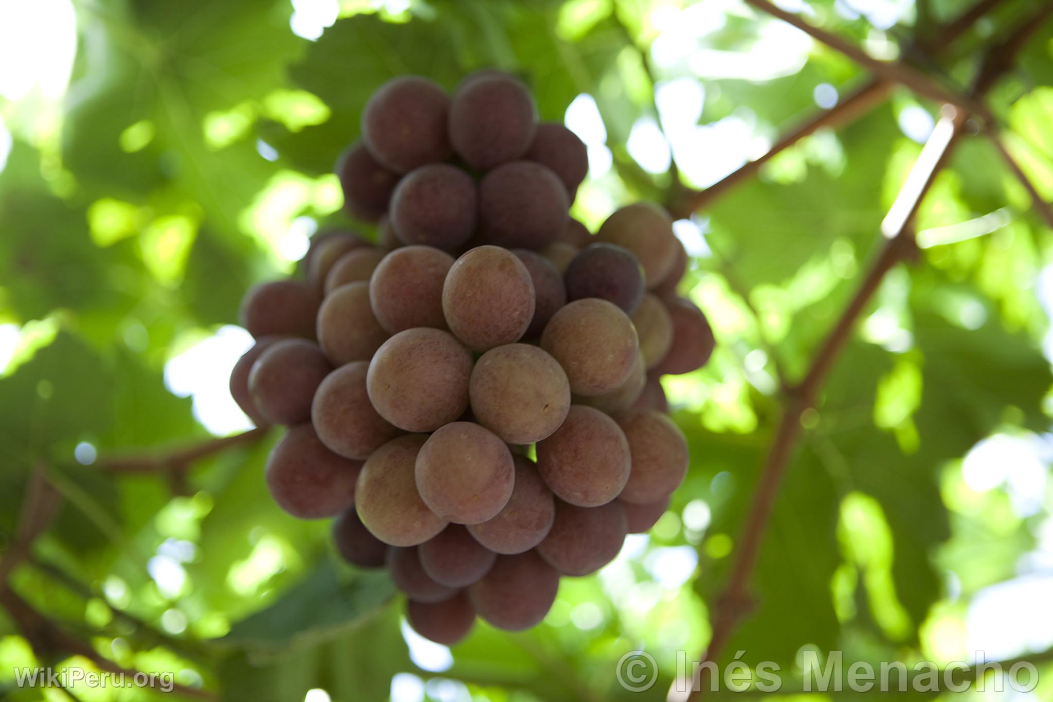 Cultivo de uvas