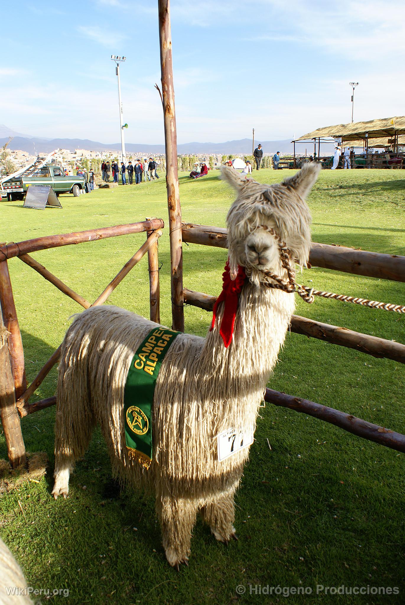 Exhibicin de alpacas