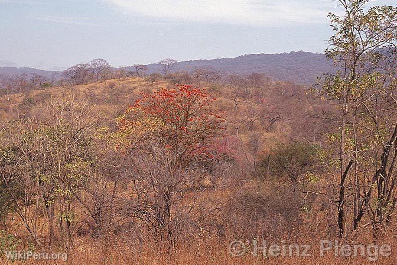 Cerros de Amotape