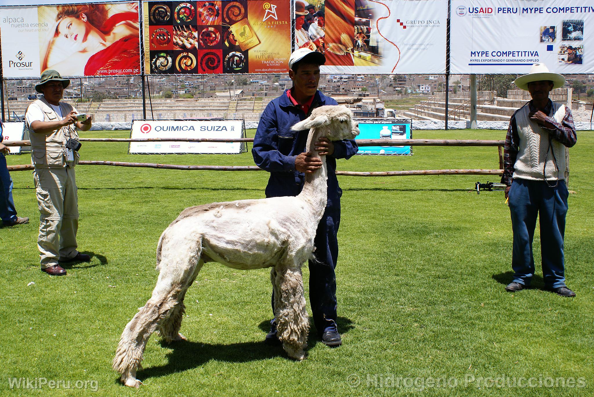 Exhibicin de alpacas