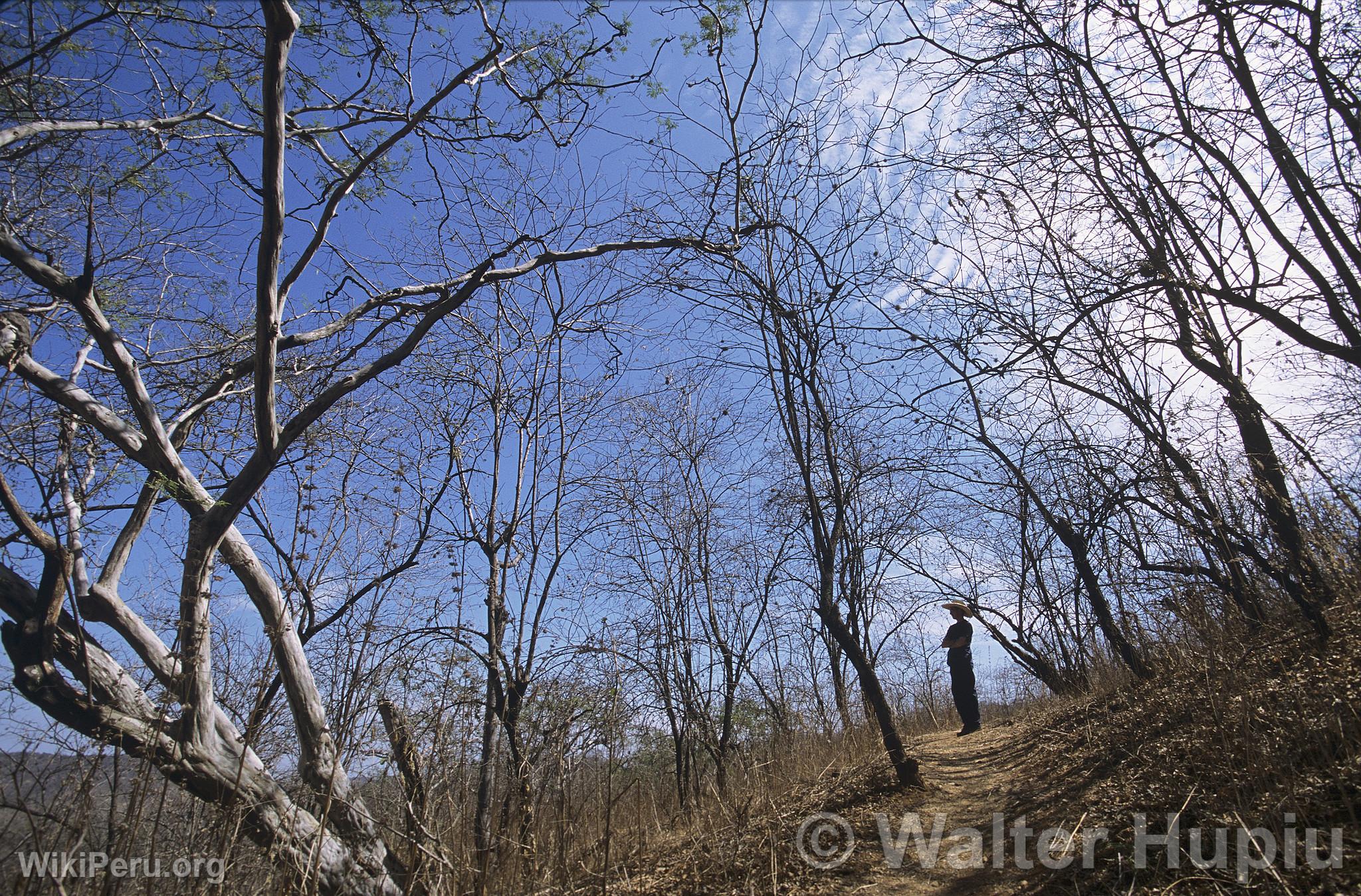 Bosque Seco, Amotape