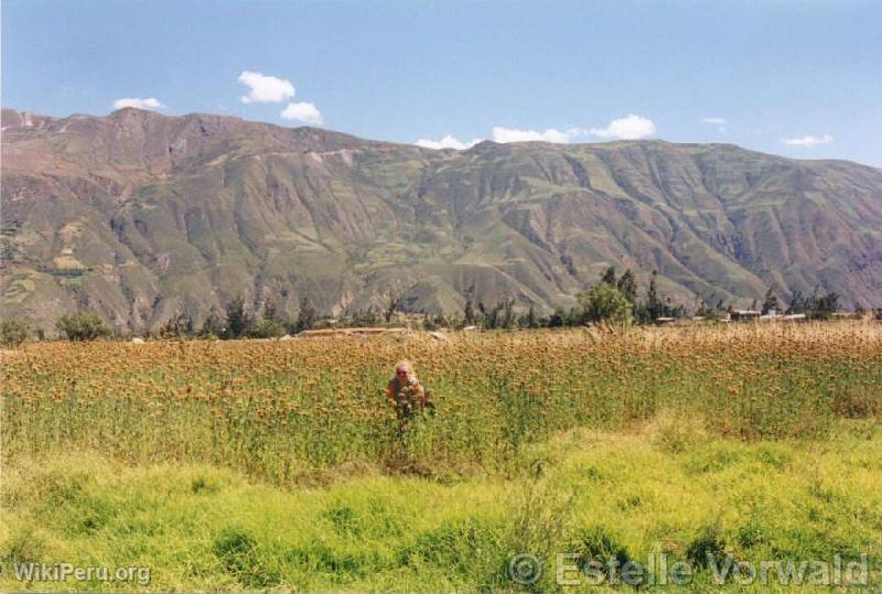 Cordillera Negra