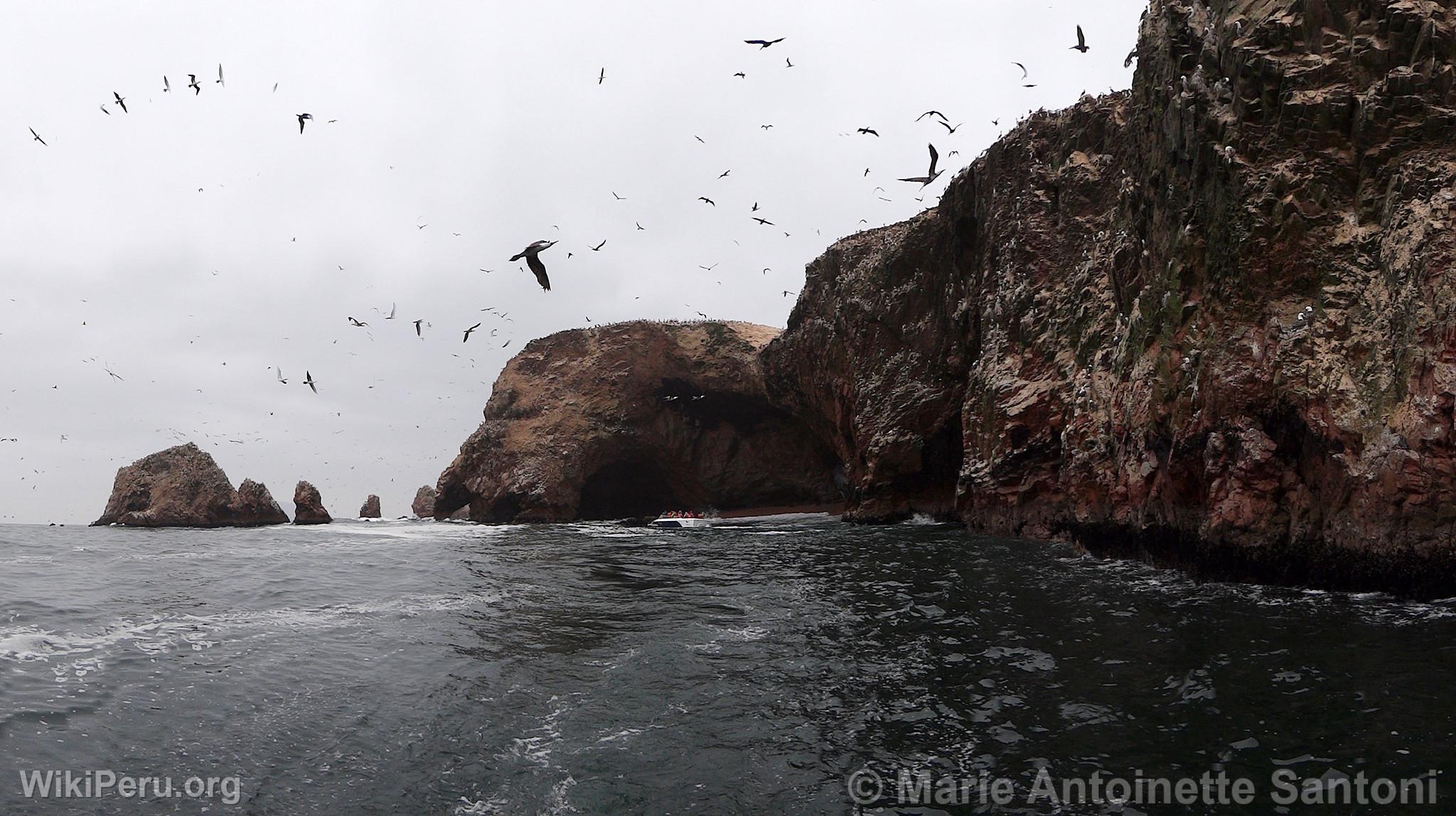 Islas Ballestas, Paracas