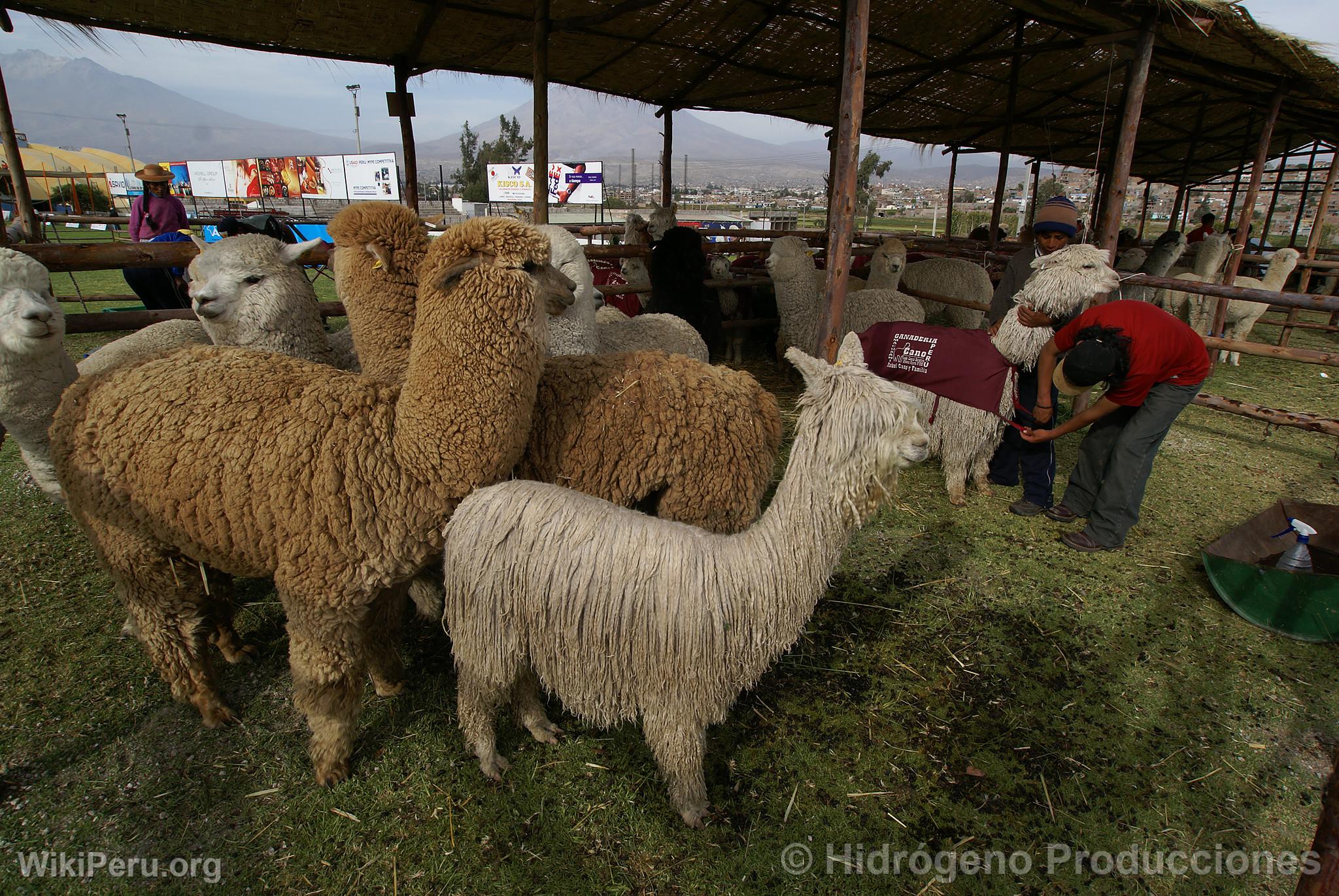 Exhibicin de alpacas