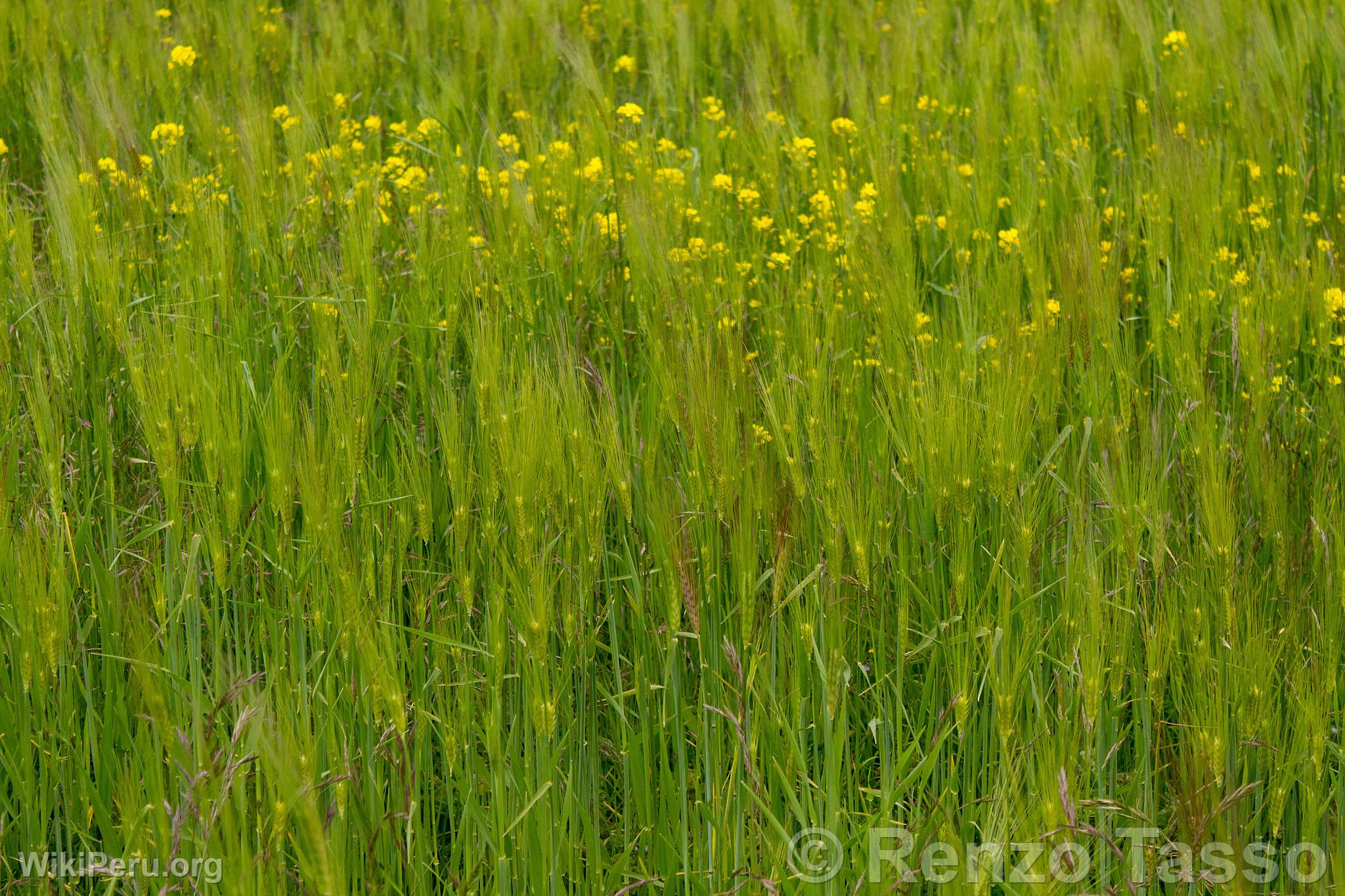 Campo de cebada en el Colca