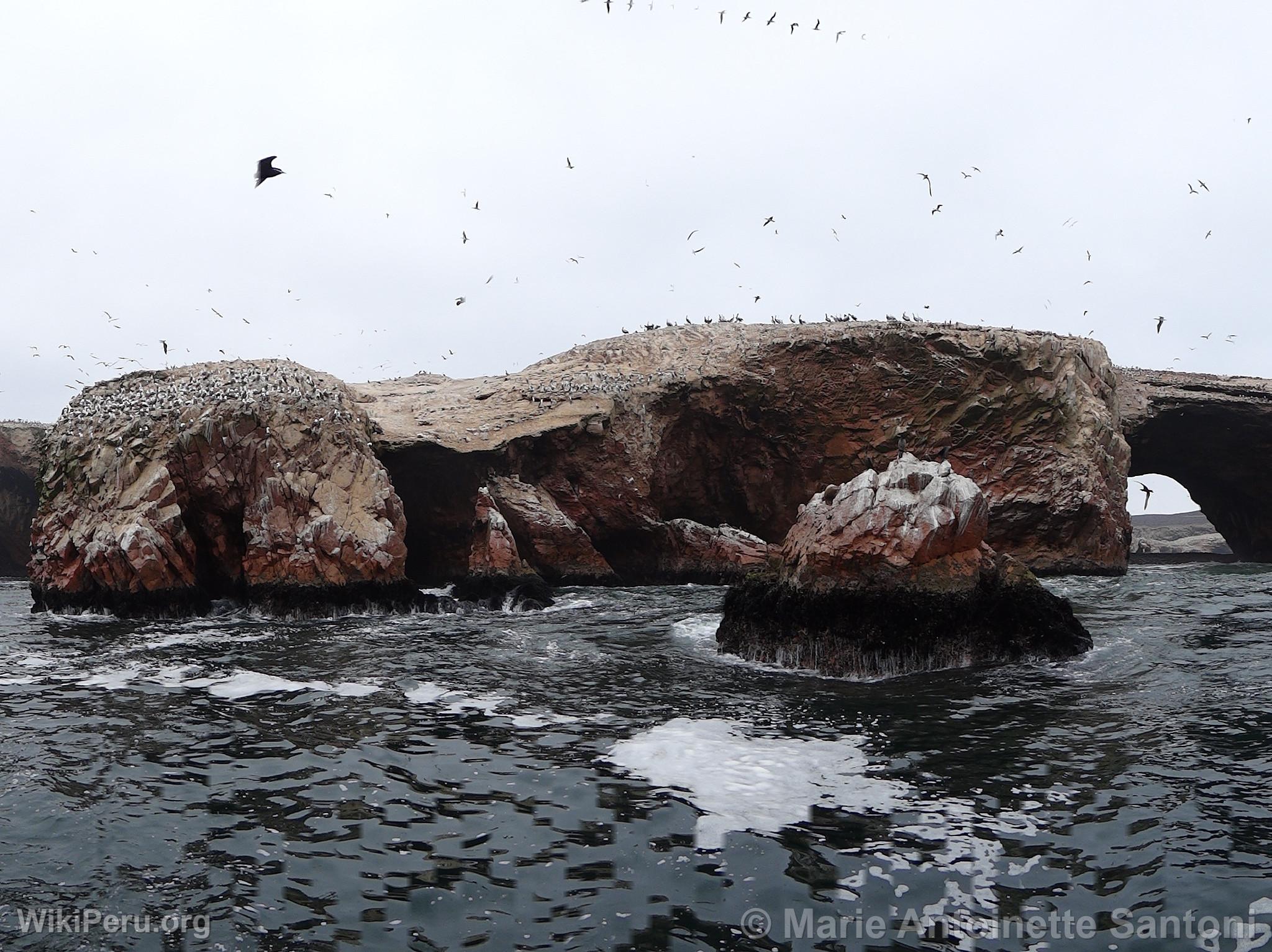 Islas Ballestas, Paracas