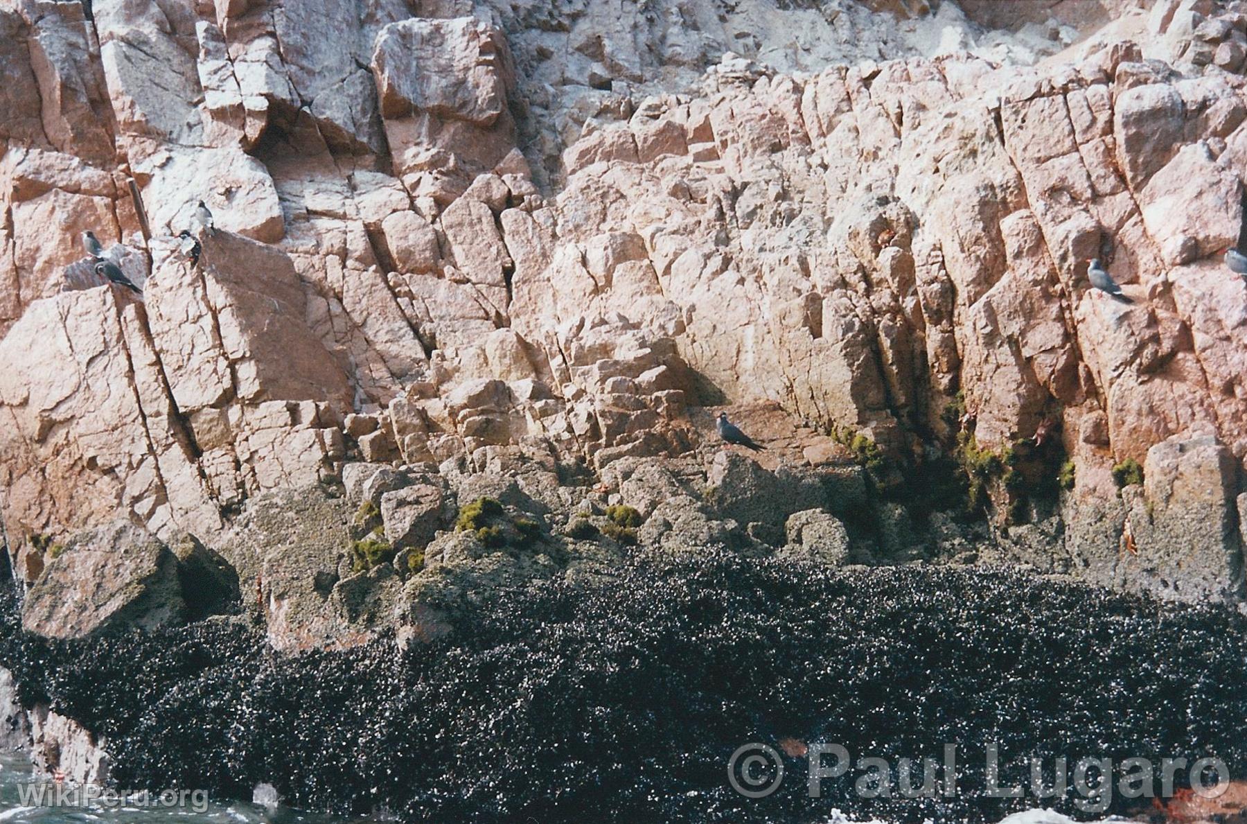 Islas Ballestas, Paracas