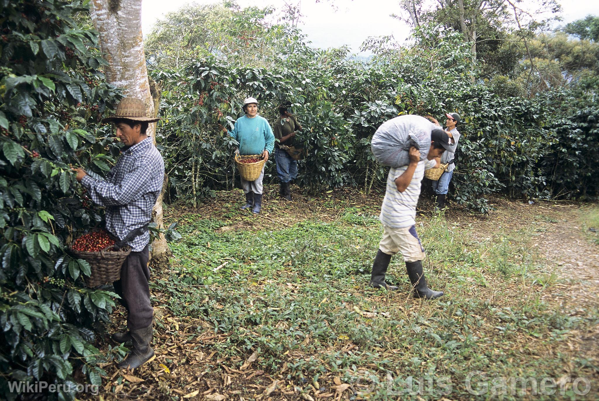 Cultivo de cafe en Villa Rica