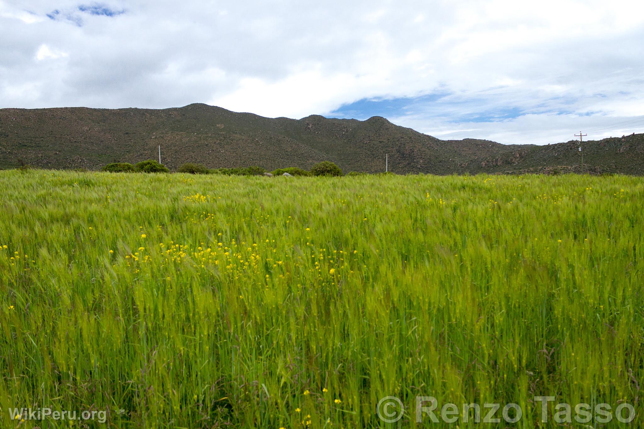 Campo de cebada en el Colca