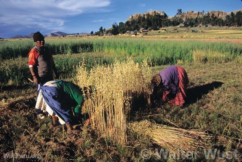 Cosecha de cebada, alrededores de Chucuito