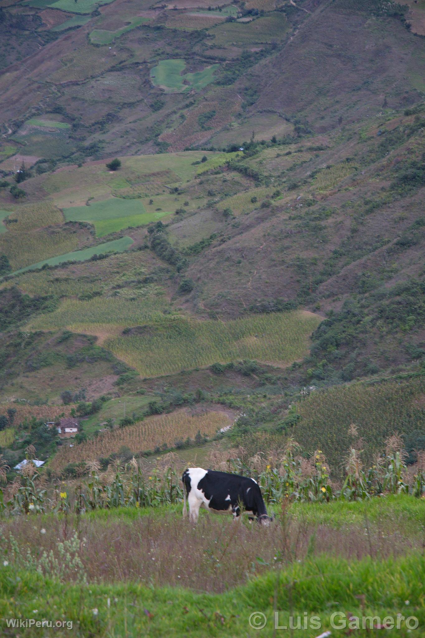 Paisaje de Tingo